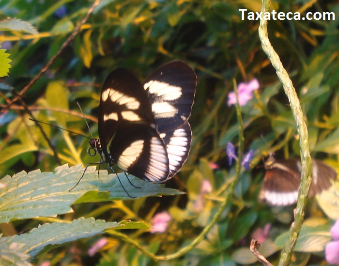 Heliconius?